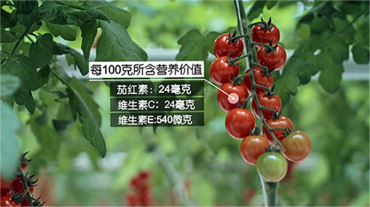 海升集团番茄星球宣传片